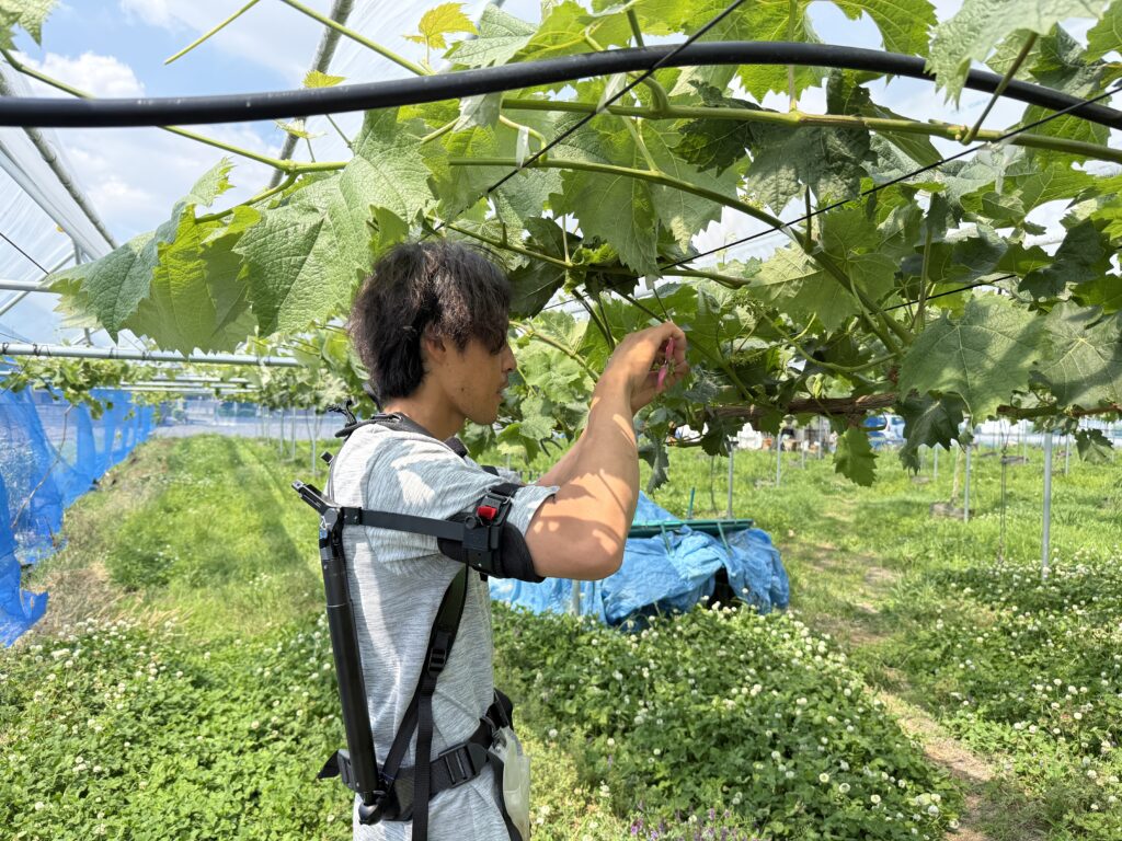 アシストスーツを着用してブドウ栽培に関わる作業を行う様子